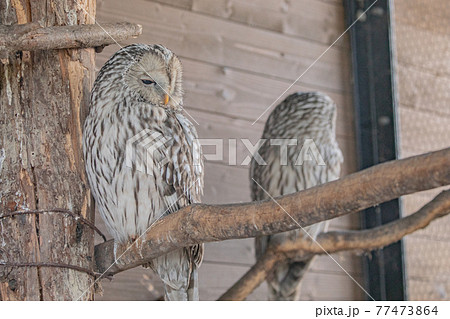 【北海道旭川市】旭山動物園のエゾフクロウ 77473864