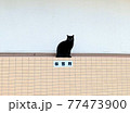 壁の上の黒猫 77473900
