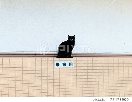 壁の上の黒猫 77473900