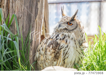 【北海道旭川市】旭山動物園のワシミミズク 77473908