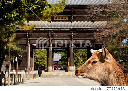 東大寺南大門と鹿 77473938
