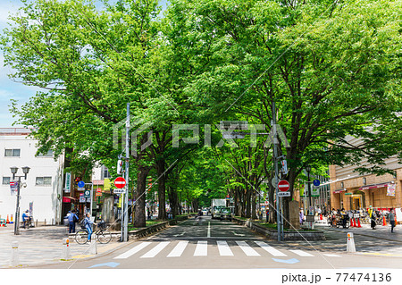 東京　府中市　けやき並木通り 77474136