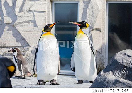 【北海道旭川市】旭山動物園のキングペンギン 77474248
