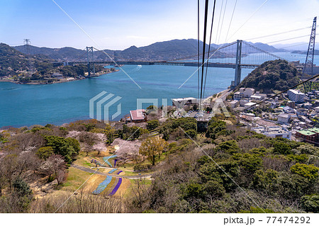 山口県下関市 火の山公園からのトルコチューリップ園と関門海峡の眺め 山口県下関市 火の山公園からのトルコチューリップ園と関門海峡の眺め 77474292