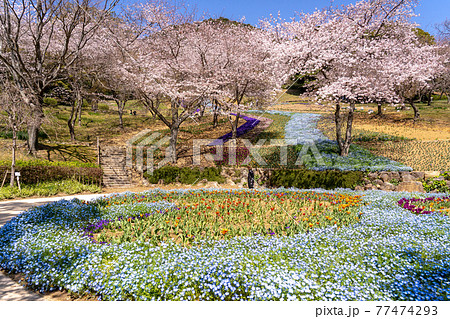 山口県下関市 春のトルコチューリップ園 山口県下関市 春のトルコチューリップ園 77474293