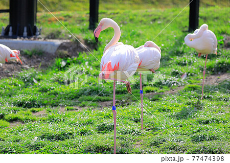 【北海道旭川市】旭山動物園のフラミンゴ 77474398