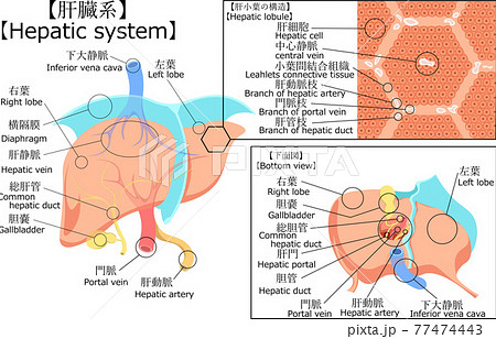 肝臓 構造 イラストのイラスト素材