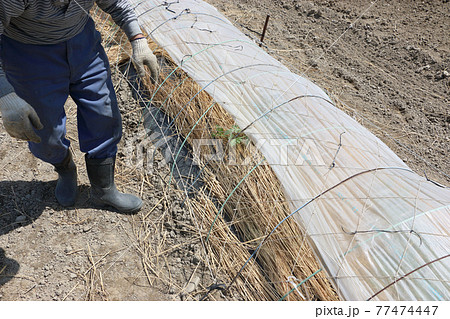 スイカ畑の換気作業 77474447