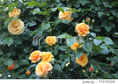 バラ　うっとりする黄　 77474506