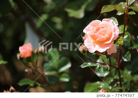 赤 ピンク しっとり咲く薔薇 赤 ピンク しっとり咲く薔薇 77474507