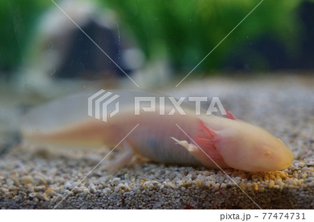 水槽のウーパールーパー 水槽のウーパールーパー 77474731