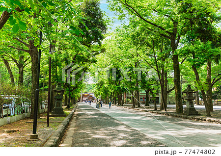東京　大國魂神社　参道 77474802