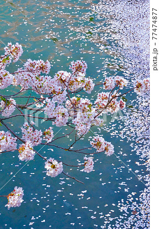 弘前城外堀　サクラ　花筏　青森県弘前市 77474877