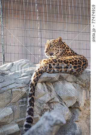 【北海道旭川市】旭山動物園のアムールヒョウ 77474919