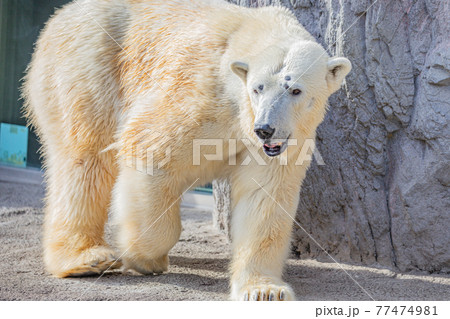 【北海道旭川市】旭山動物園のホッキョクグマ 77474981