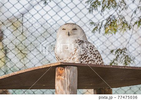 【北海道旭川市】旭山動物園のシロフクロウ 77475036