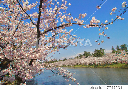 弘前公園西濠の満開のサクラ 青森県弘前市 弘前公園西濠の満開のサクラ 青森県弘前市 77475314