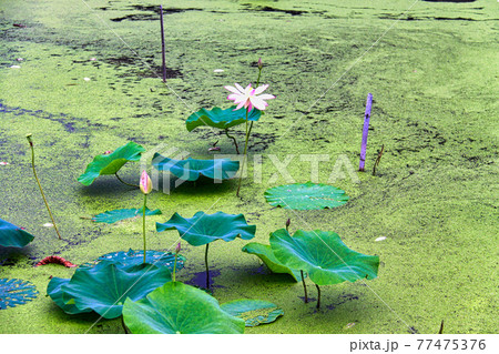 はなはす公園 77475376