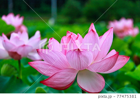 はなはす公園 はなはす公園 77475381