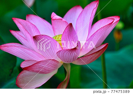 はなはす公園 はなはす公園 77475389