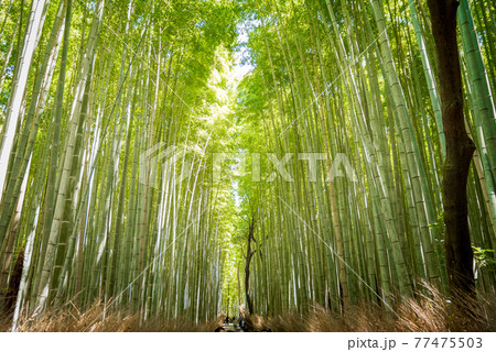 竹林の小径 竹林の小径 77475503