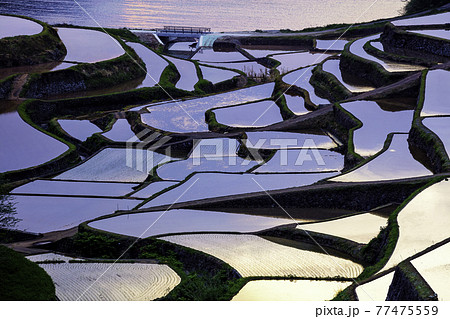 日本の棚田百選に選ばれている美しい浜野浦の棚田　（佐賀県東松浦郡玄海町） 77475559