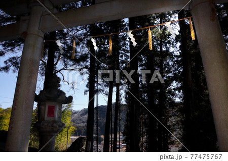 ロマンチック茨城（常陸大宮市の吉田八幡神社参道より里山の風を受ける。） 77475767
