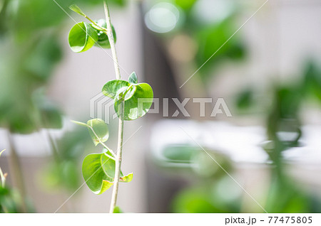 フィカス・ベンジャミン・バロックの葉｜ベランダ菜園 77475805