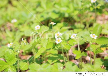 ワイルドストロベリーの花 77475846
