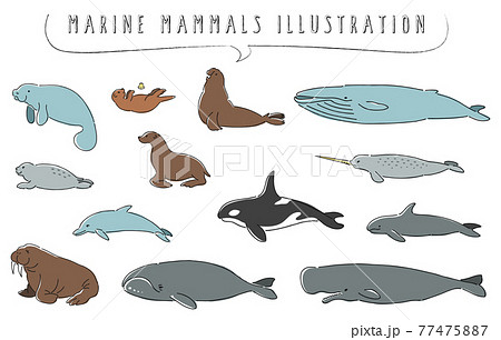 手描き風の海洋哺乳類のイラストセットのイラスト素材