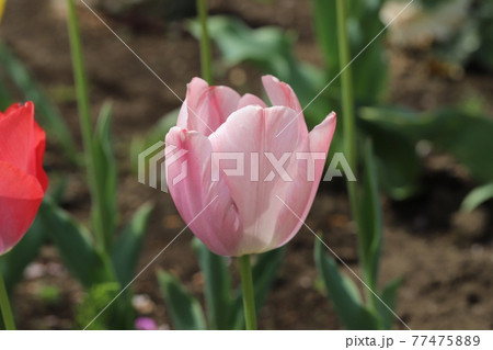 春の花壇に咲くチューリップのピンクの花の写真素材