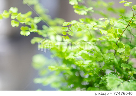 アジアンタムフレグランスの葉 ベランダ菜園の写真素材