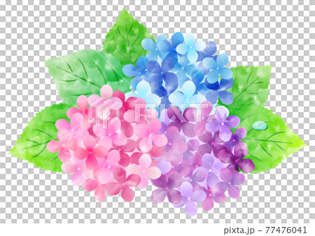 梅雨の紫陽花 背景フレーム バリエーション多数のイラスト素材