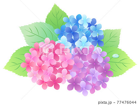 梅雨の紫陽花 背景フレーム ☆ バリエーション多数 77476044