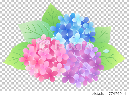 梅雨の紫陽花 背景フレーム ☆ バリエーション多数 77476044