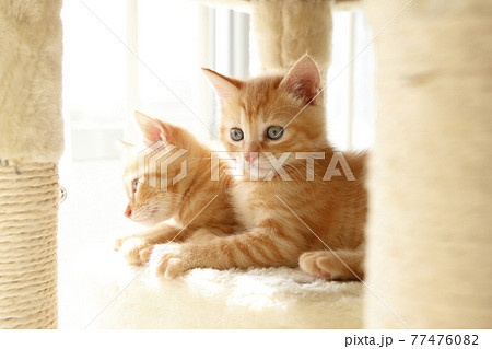 ねこちゃん親子の日常風景 77476082