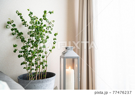 フィカス ベンジャミン バロックとキャンドルランタン インテリア 室内観葉植物の写真素材