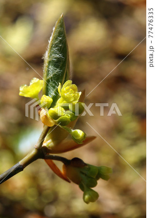 ブナ林内に生育するオオバクロモジの小さな花開く-癒しの森 福島県只見町 ブナ林内に生育するオオバクロモジの小さな花開く-癒しの森 福島県只見町 77476335