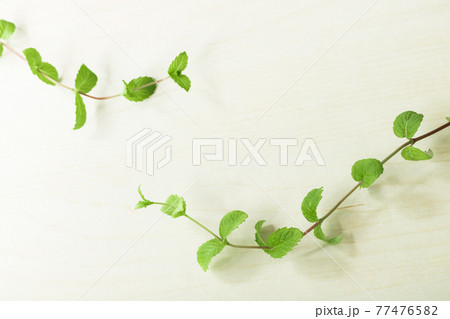 背景素材・ミントの葉（イエルバブエナ） 77476582