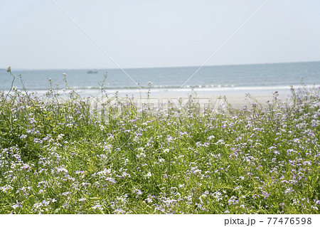神奈川県鎌倉市由比ガ浜 だいこんの花と浜辺の風景 77476598