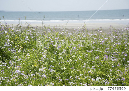 神奈川県鎌倉市由比ガ浜 だいこんの花と浜辺の風景 77476599
