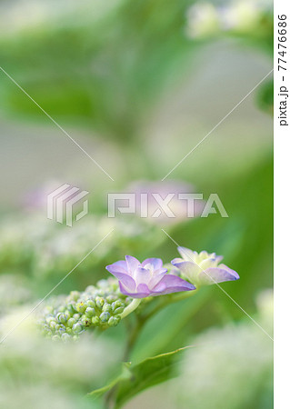 優しいボケに包まれている額紫陽花の花 77476686