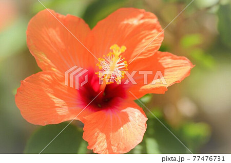 ハイビスカスの花 ハイビスカスの花 77476731