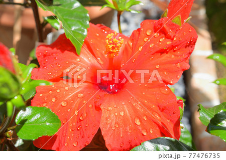 ハイビスカスの花 ハイビスカスの花 77476735