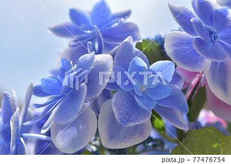 紫陽花 こんぺいとう の花の写真素材