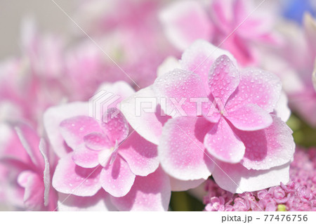 紫陽花 こんぺいとう の花の写真素材