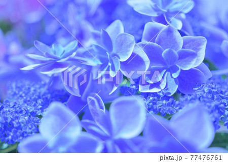 紫陽花 こんぺいとう の花の写真素材 紫陽花 こんぺいとう の花の写真素材