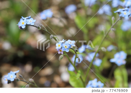 春の公園に咲く青色のワスレナグサの花の写真素材