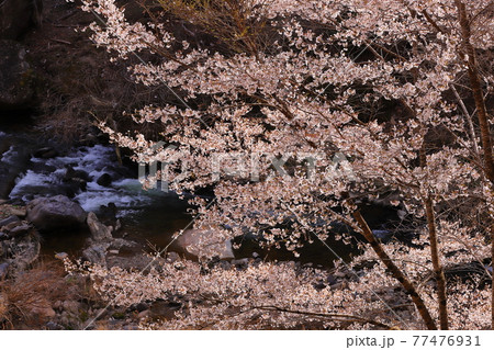 長野県東筑摩郡筑北村 差切峡の桜 長野県東筑摩郡筑北村 差切峡の桜 77476931