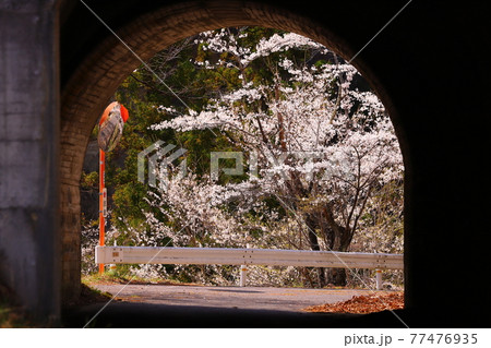 長野県東筑摩郡筑北村　差切峡　トンネルの先の桜 77476935